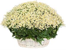 Цветочная композиция из Ромашки в корзине #REPLACE_PRED# Новый Сад